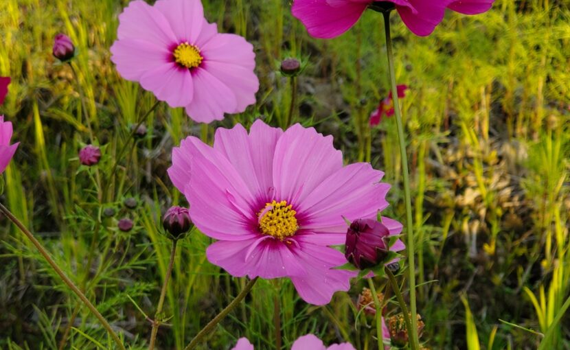 遅咲きコスモスの花だより 株式会社アンビション